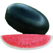 Sugar Baby Watermelon Bonsai Seeds - 10 Pcs image