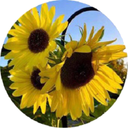 Sunflower Bonsai Seeds - 20 Pcs image