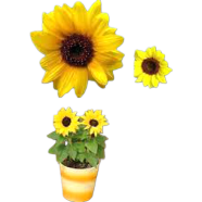 Sunflower Mini Seeds 20 Pcs Dwarf Sunflower Height 40Cm image