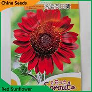 Sunflower Seeds image