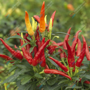 Surjomukhi Chili Seeds image