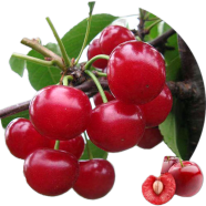 Sweet Cherry Plant Seeds image