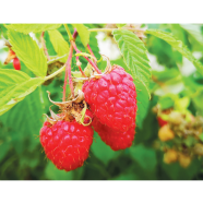 Sweet Mixed Raspberry Fruit Seeds - 21 Plus image