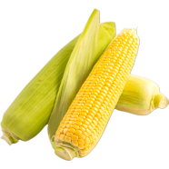 Sweet Organic Corn Seeds - 30 Pcs image