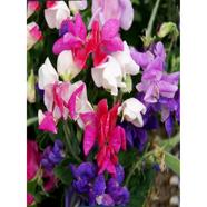 Sweet Pea Seed image