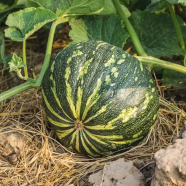 Sweet Pumpkin Seeds - 10 Pcs image