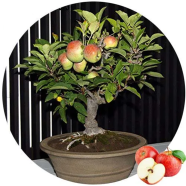 Sweet Red Apple 15 Pcs Plus Seeds image
