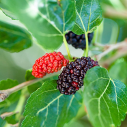 Sweet Red Black Malberry Seeds 20 Plus All Season image