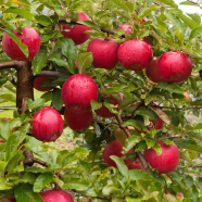 Sweet Red Green Apple Tree Seeds - 15 Plus Pcs image