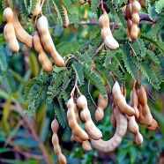 Sweet Tamarind Fruit Bonsai Seeds - 10 Pcs image