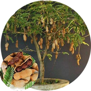 Sweet Tamarind Seeds - 10 Pcs image