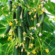 Tangshan Melon Cucumber Bonsai Seeds 20 Pcs image