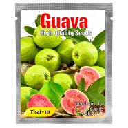Thai Guava Fruit Seed- 10 Pcs image