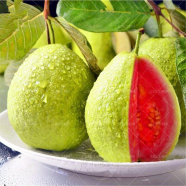 Thai 10 Guava Fruit Seed- Pcs Seeds image