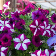 Thai All Season Star Petunia Flowers Seeds - 40 Plus Pices Gift image