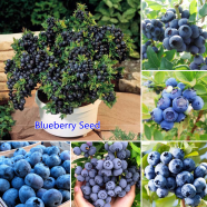 Thai All Season White Lotus Flower / Water Lily Seeds - 5 Pcs image