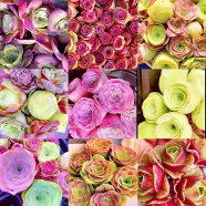 Thai Marry Rainbow Mix Roses Flower Seeds - 30 Pcs image