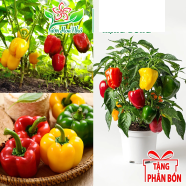 Thai Mix Spaicy Capsicum Vegetable Seeds 10 Plus image