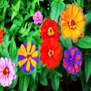 Thai Mix Zinnia Flower California - 20 Pcs Seeds image