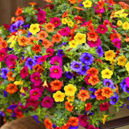 Thai Mixed Color Vinica Flower Seeds 15 Plus image