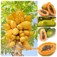 Thai Papaya Seeds - 10 Pcs image