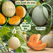 Thai Sammam Fruit Seeds 5Pcs Re-Pack image