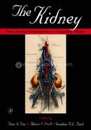 The Kidney image
