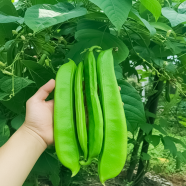 Thick fleshed sword bean seeds spring, summer, autumn, heat-resistant four-season vegetables with sword beans, special sword bean seeds image