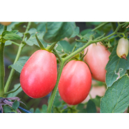 Tomato Seeds Bangladeshi - 50 Pcs image