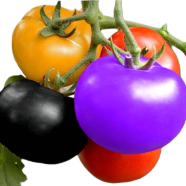 Tomato Seeds Mixed (Black, Yellow, Red) - 24 Plus Pcs image