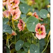 Tropaeolum Majus Seed image