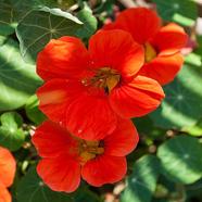 Tropaeolum Majus Seed Red image
