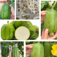Variegated Sponge Gourd Seeds 10Pcs image