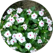 Vinca Flower Seeds image