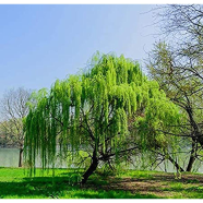 Weeping Tree -10 Pcs Seeds image