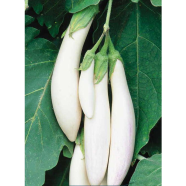 White Brinjal Seed Long image