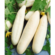White Cucumber Seed image