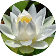 White Lotus Flower Seeds - 5 Pcs image