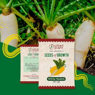 White Radish Seeds F1 Hybrid image