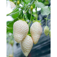 White Strawberry Seed icon
