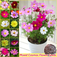 Wild Cosmos Seeds - Sensation Mixed 15 Plus image