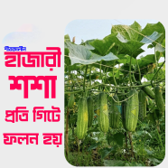 Winter Hajari Sosha Hybrid image