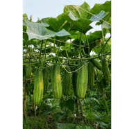 Winter Queen 12 Pata Cucumber Seeds (Re-pack) - 20 pcs image
