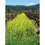 Winter Sorisha Shak Seeds image