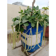 Yardlong Bean Seed Long image