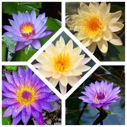 Yellow and Purple Color Lotus Seeds 4 pc image
