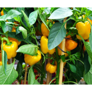 Yellow Chili Pepper Seeds 20 Pcs image