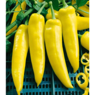 Yellow Chilli Seed image