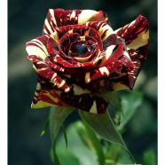 Yellow Dragon Rose Seed image