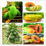 Yellow Gold Papaya Bonsai Fruit Seeds 10 Pcs image